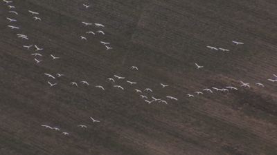 Snow Geese