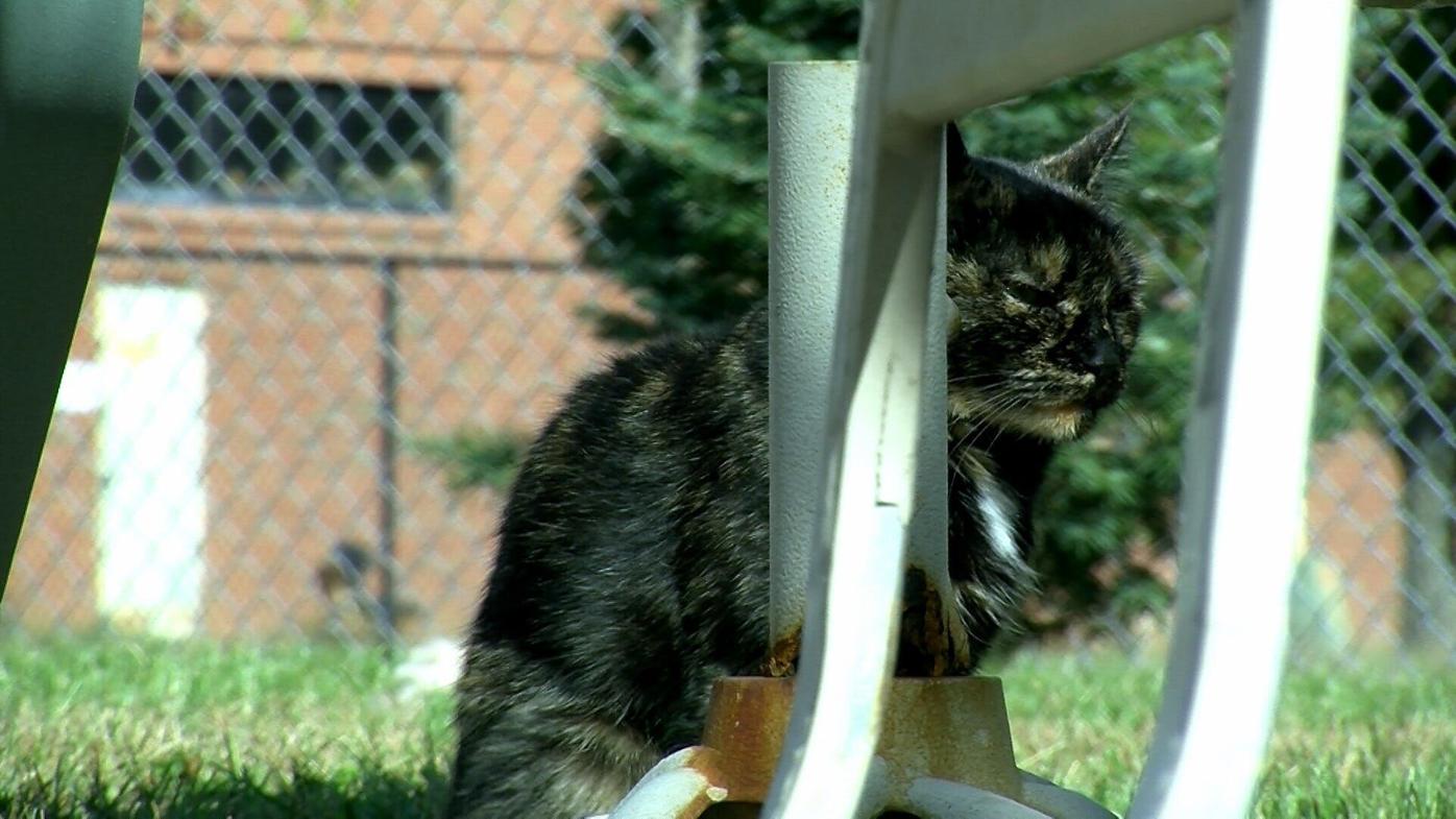 Rabid cat found in Dorchester