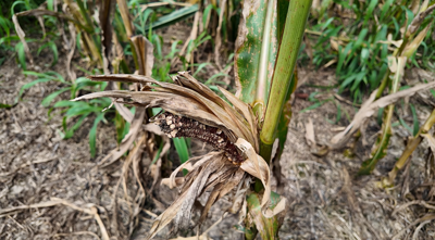 A cornfield in Wicomico County shows damage caused by deer, an issue farmers say is costing them significant crop losses each growing season.