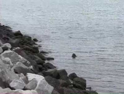 U-Md. Studies Hormones in Chesapeake Tributaries