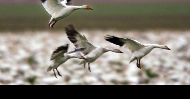 UPDATE: Sussex County Snow Geese Tests Presumptive Positive for Bird Flu - WBOC TV 16