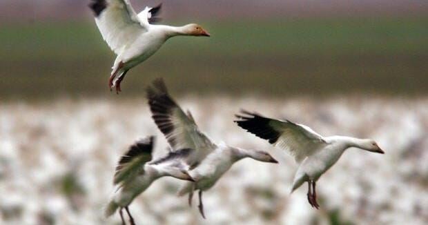 UPDATE Sussex County Snow Geese Tests Presumptive Positive for Bird Flu WBOC TV 16 UPDATE Sussex County Snow Geese Tests Presumptive Positive for Bird Flu WBOC TV 16