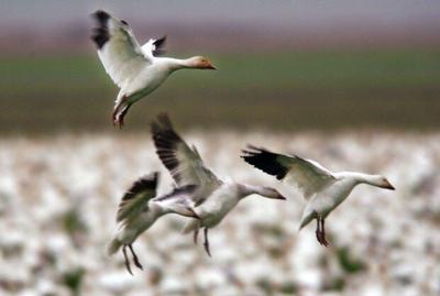 Hunting Rules Relaxed for Special Snow Goose Season in Del.