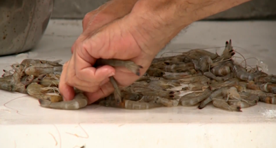 ShrimpTime