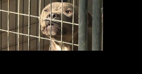 Neighbors Ask Salisbury to Reevaluate Animal Control Laws - Vimarsana News