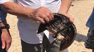 "Just Flip 'Em": An initiative to Protect Horseshoe Crabs Across Delmarva