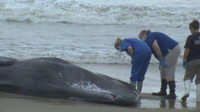 Beached Whale Dies on Ocean City Beach