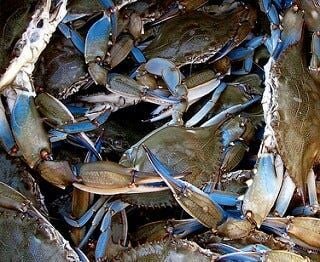 Survey: Plentiful Adult Female Blue Crabs in Chesapeake Bay