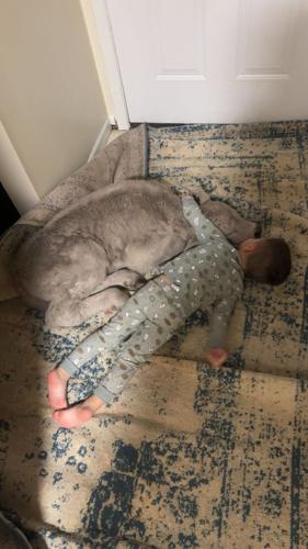 Winter Weather-Cold Calf