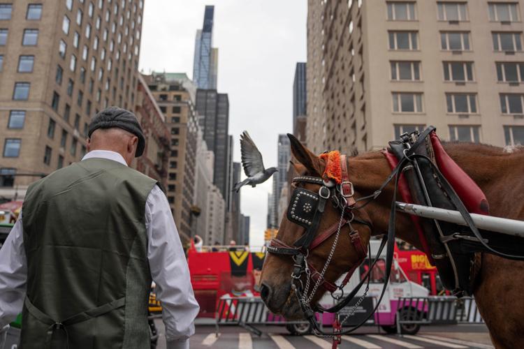 Central Park Horse Carriages