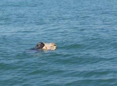 Loggerhead Turtle Rescued off Delaware Coast, Sent to Rehab