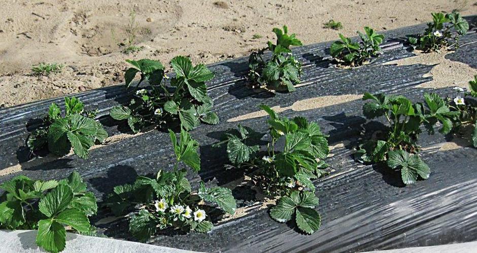 imageedit_2_6460767749