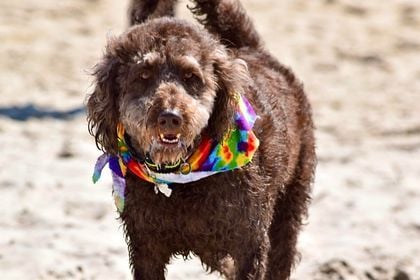 Doodles in Dewey Event Returns