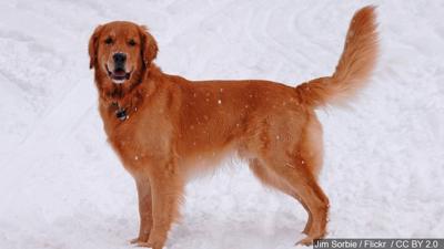 Bill Introduced to Name Golden Retriever as Delaware's State Dog