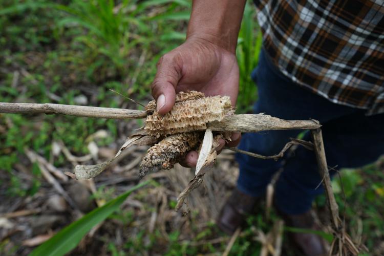 Honduras El Niño Drought
