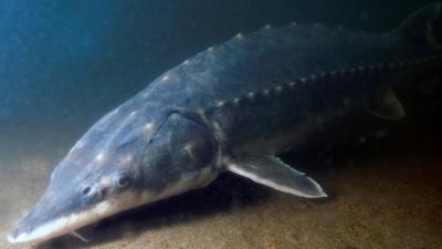 Atlantic Sturgeon