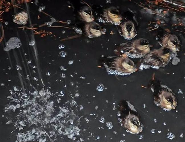 Baby ducklings
