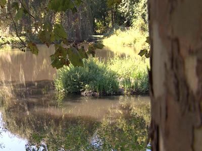 Floating Wetland A Success in Talbot County