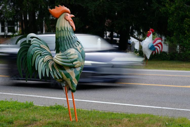Maine Rooster Fight