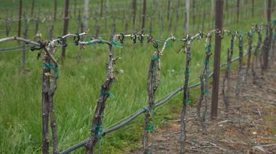 Maryland asks USDA for disaster declaration to help farmers impacted by recent freeze