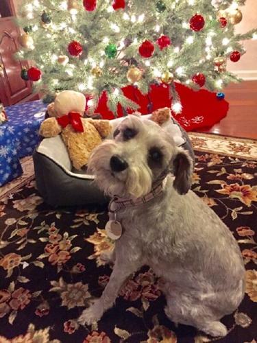 Kathleen Mihalisin xmas dog