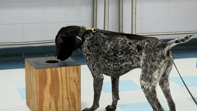 K-9 unit
