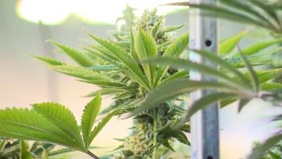 Commissioners Discuss Moratorium On Cannabis In Oxford