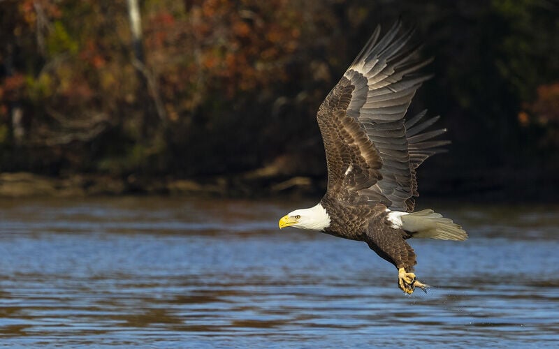 Bald Eagle