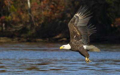 Bald Eagle