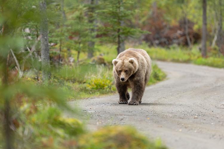 Alaska Fat Bear Week