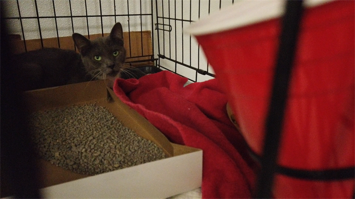 182 Cats, 1 Dog Seized From Kent County Home Following Animal Cruelty Investigation