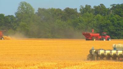 Travels With Charlie: Expansive Wheat Fields