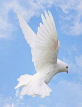 Marlyn Widra Heilman.jpg