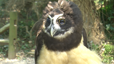 Salisbury Zoo Determined to Find Escaped Owl