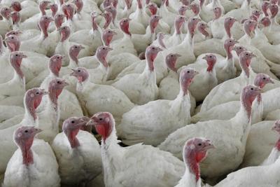 Turkeys