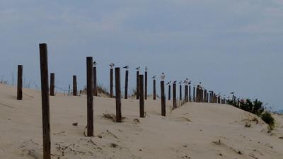 Seagulls sitting along dunes