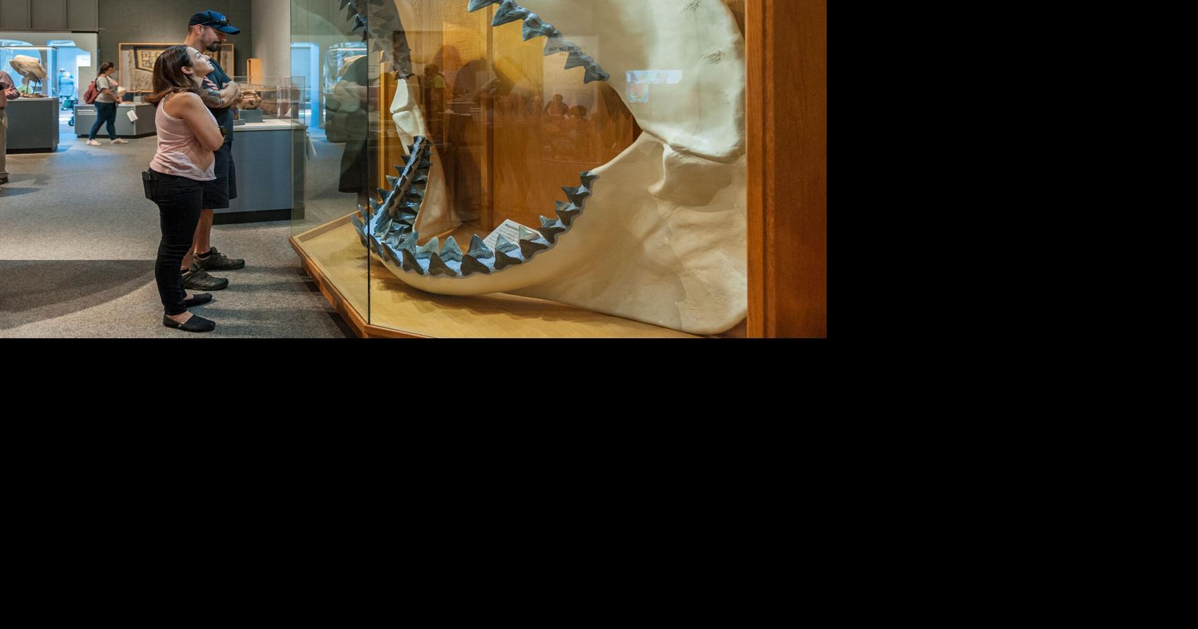 Maryland’s megalodon: lawmakers propose prehistoric behemoth as official state shark