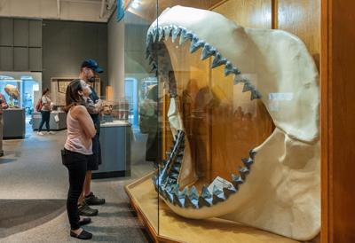 Megalodon jaws