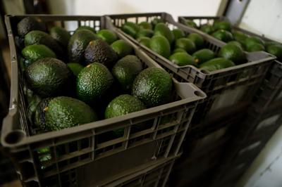 Mexico Avocados