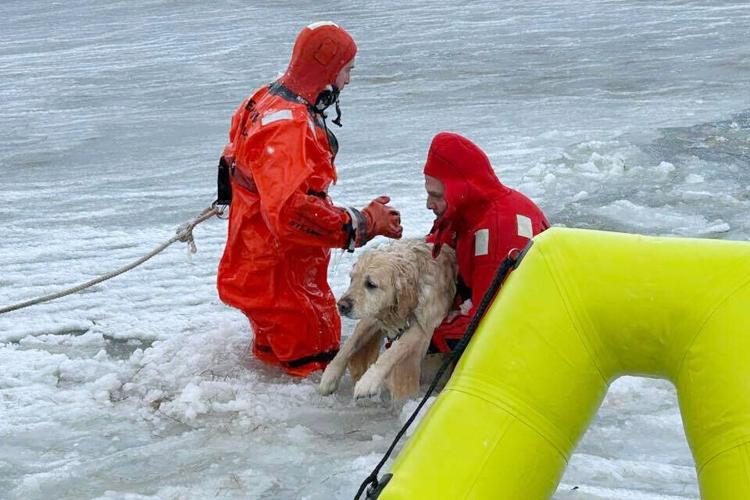 New Year Rhode Island Dog Rescued