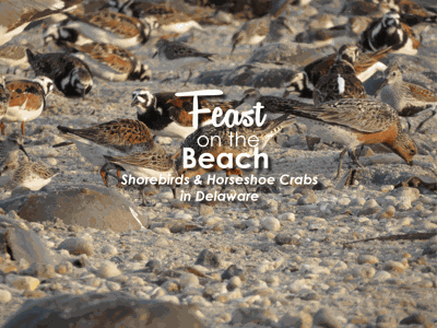 Shorebirds