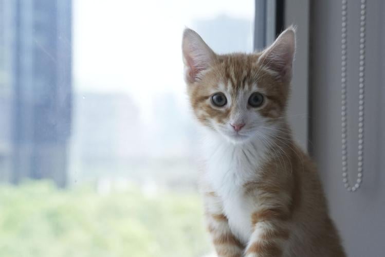 US-Kitten Season