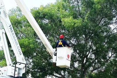 We're Already in It: 5 Reasons a Lake Worth Tree Service Company Says Trim Now