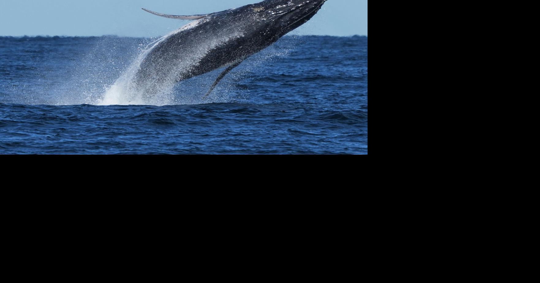 South Africa Whale Supergroups