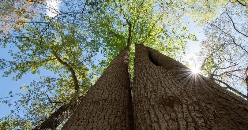 Maryland launches hunt for the state’s biggest trees