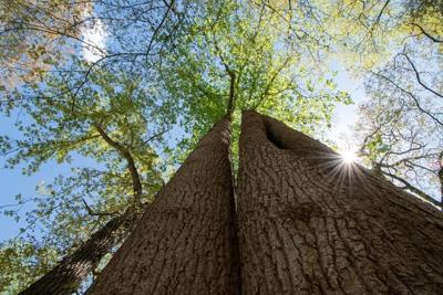 Big Tree Centennial Contest