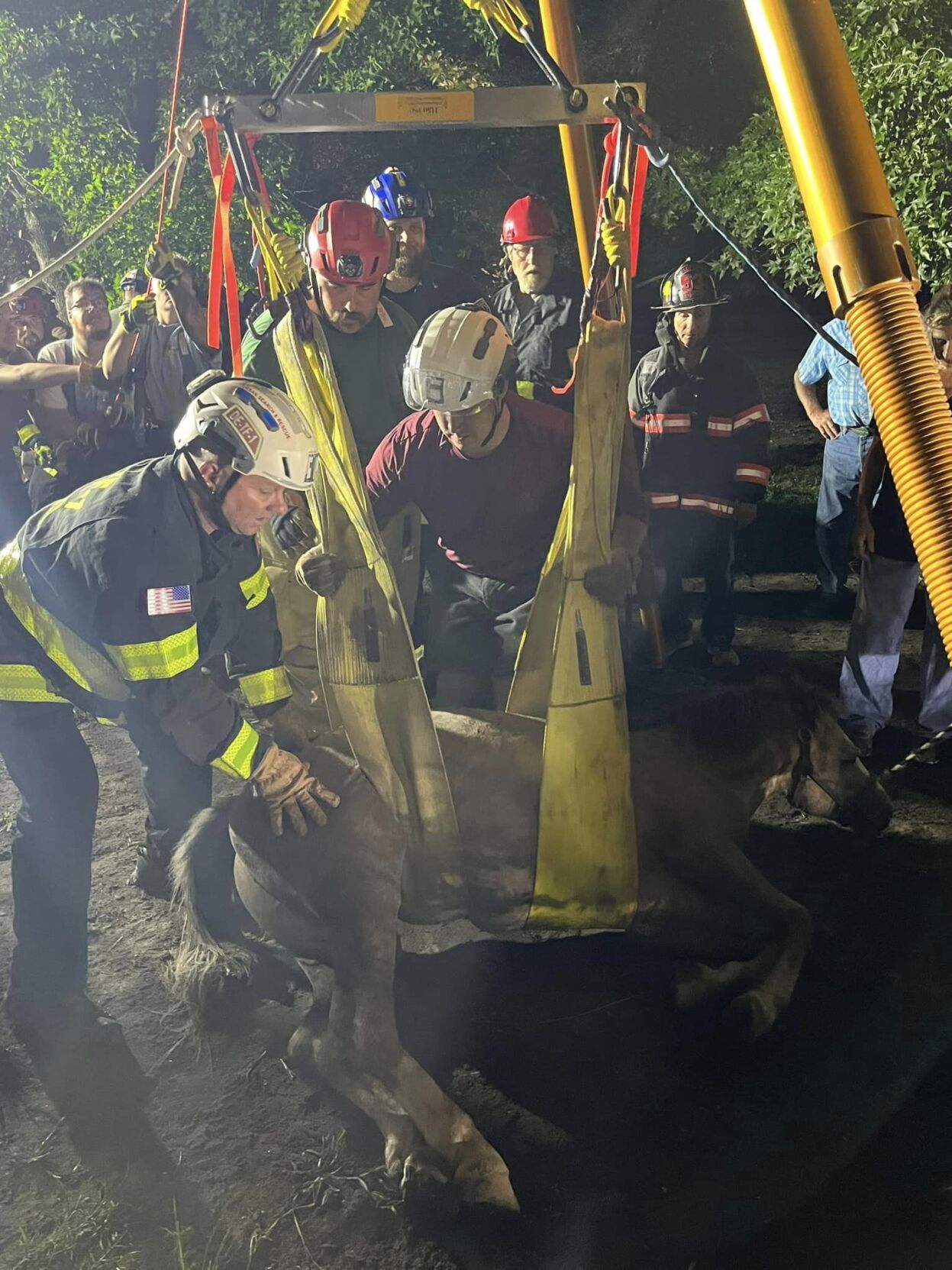 Ellendale Horse Rescue