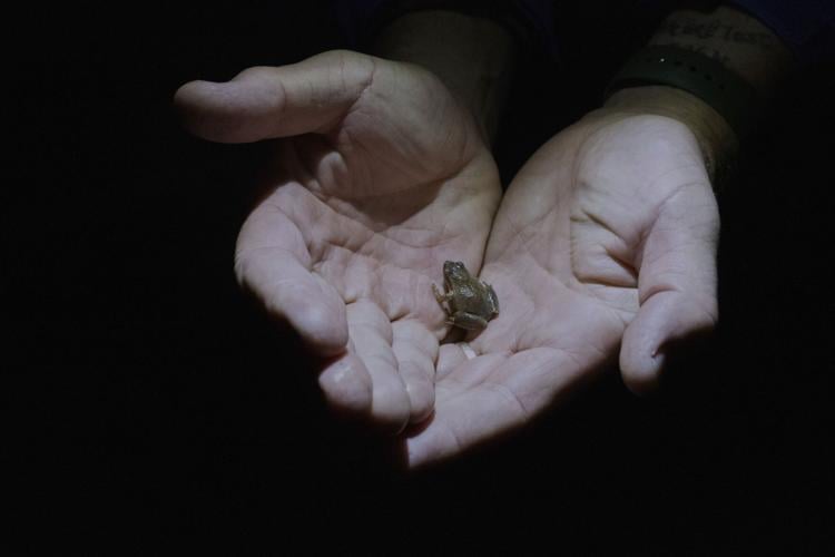 Climate Amphibians Population