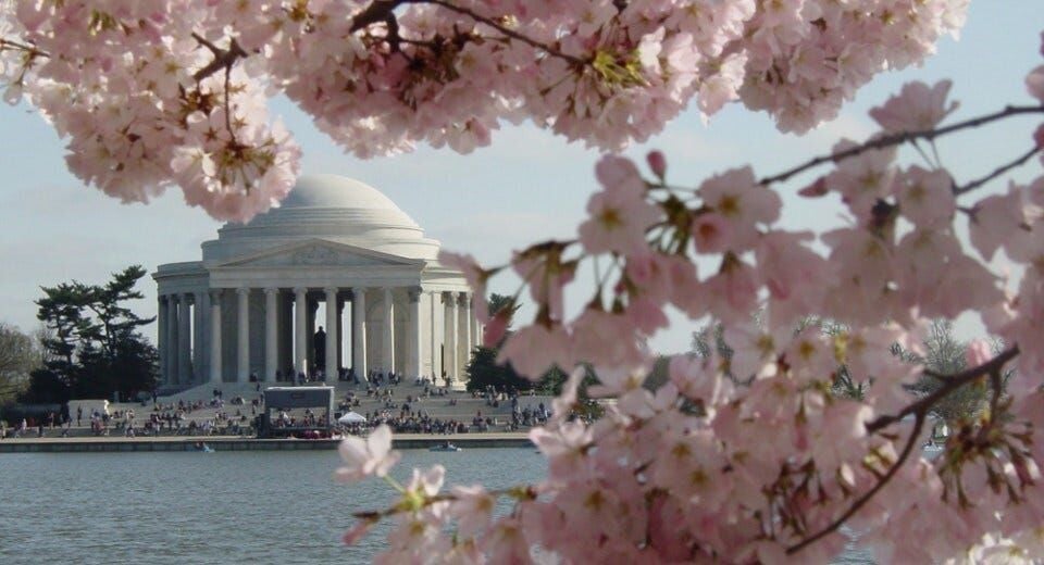 Crowd at National Cherry Blossom Festival (Sakura Matsuri