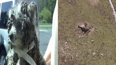 Key Witness Blamed for Delaying Two Wicomico Co. Animal Cruelty Trials